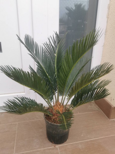 Cycas, Cycas revoluta