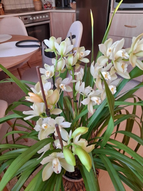 Cymbidium csnak orchidea 