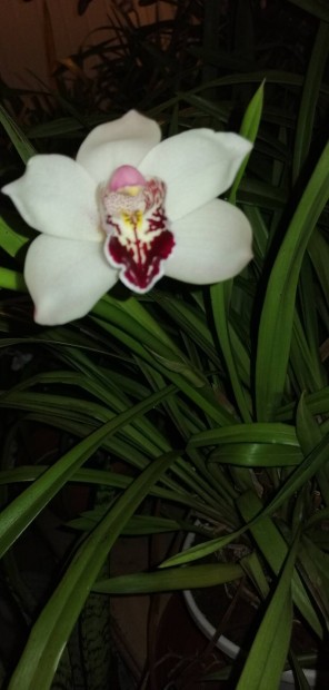 Cymbidium hatalmas