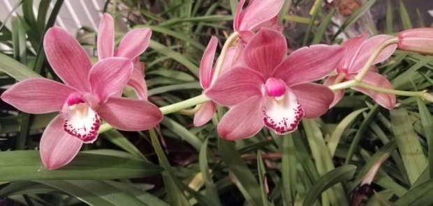 Cymbidium hatalmas virgzs