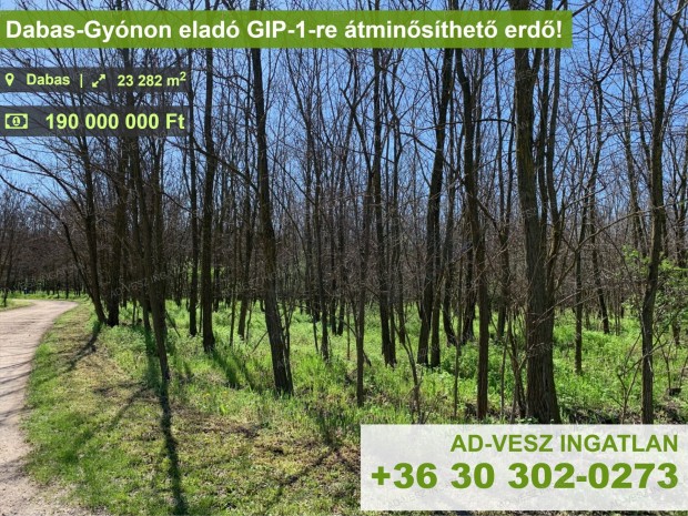 Dabas-Gyónon eladó GIP-1-re átminősíthető erdő!