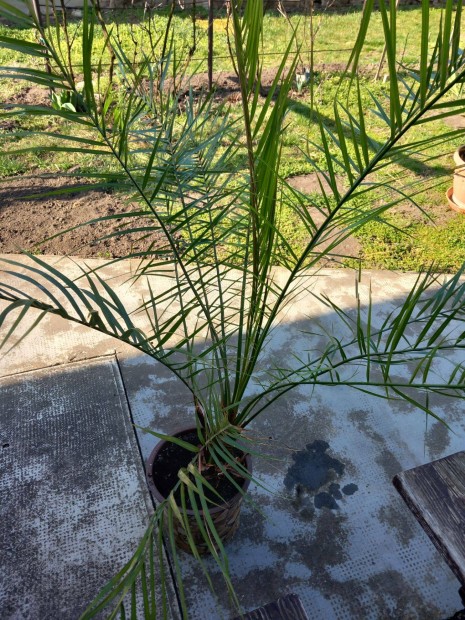 Dapolyap�lma elad�!