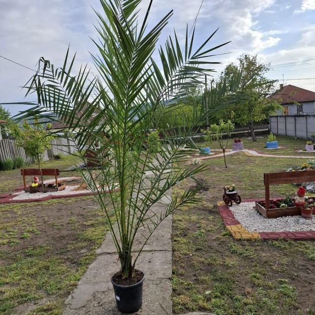 Datolya pálma 220cm