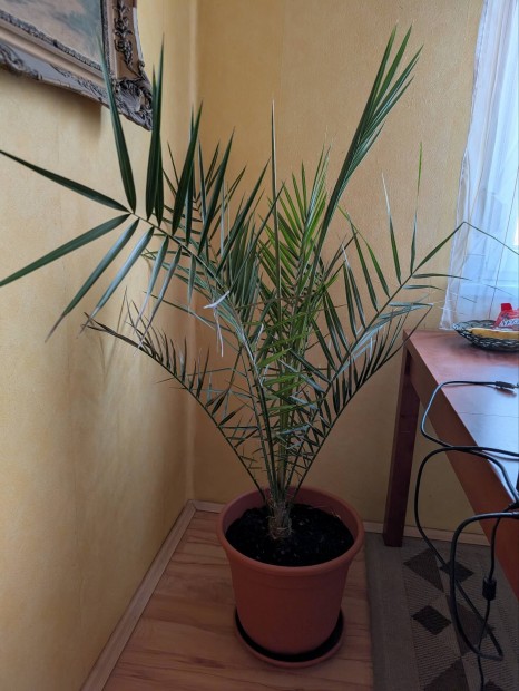 Datolya plma 