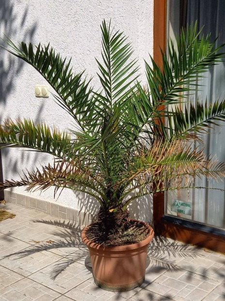 Datolyaplma elad