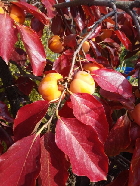 Datolyaszilva hurma khaki szilva kakiszilva sharon fruit