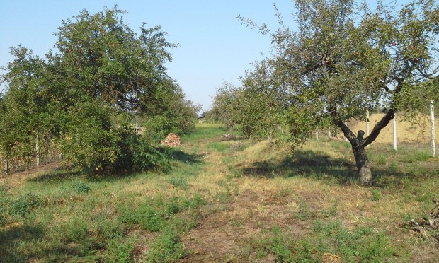 Debrecen, G�sp�r Gy�rgy kerti telek elad�