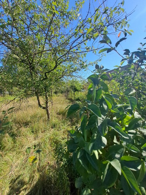 Debrecenben Pacon elad� z�rtkerti telek!!!!