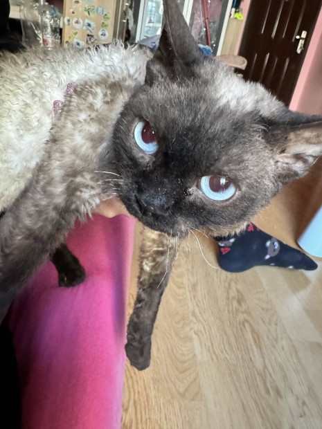 Devon Rex kandr