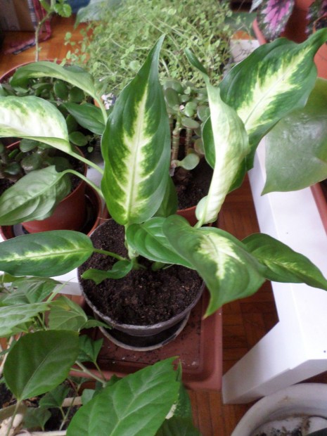 Dieffenbachia Szobanvny, szobanvnyek, Nvny, Nvnyek