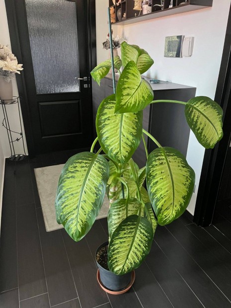 Dieffenbachia/buzognyvirg