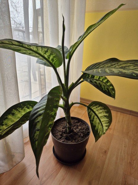 Dieffenbachia szobanvny 