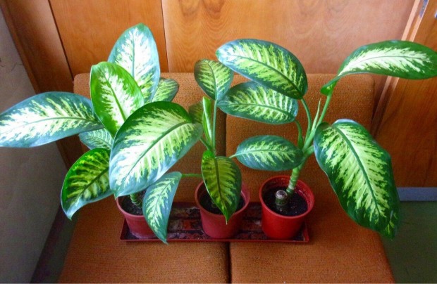 Diffenbachia Dieffenbachia jpest kzpont kzelben