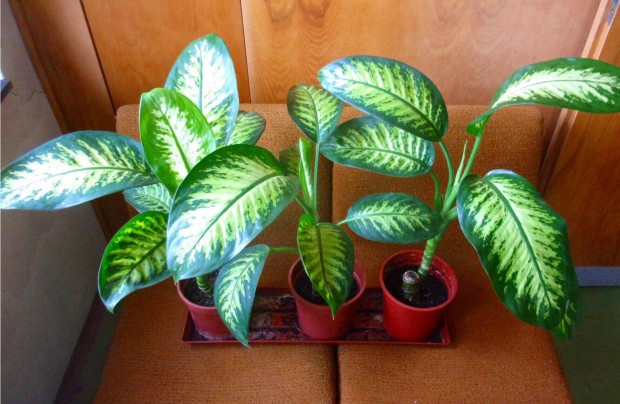 Diffenbachia Dieffenbachia jpest kzpont kzelben