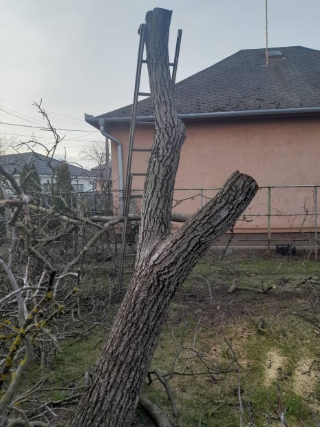 Difa trzs, vastagabb g