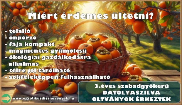 Diospyros kaki (datolyaszilva) oltvnyok nagy vlasztkban, kedvez r