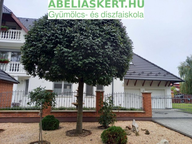 Díszfák: gömbkőris, díszcseresznye, hárs, vérszilva, selyemakác