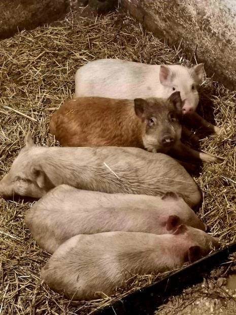 Diszn� malac elad� 