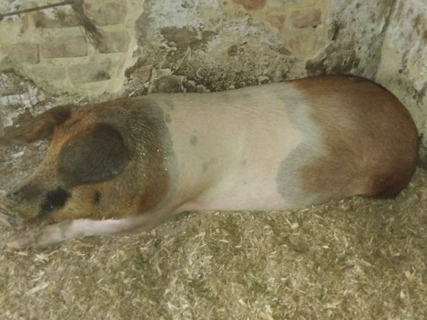 Diszn nagy fehr x duroc