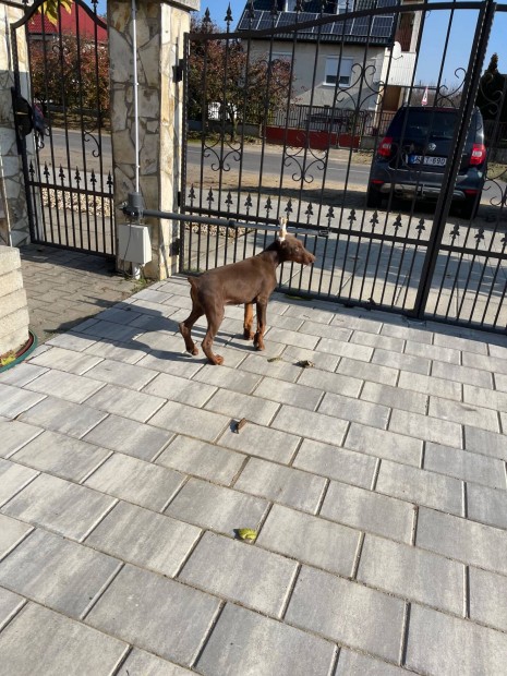 Dobermann jelleg kiskutya ingyen elvihet