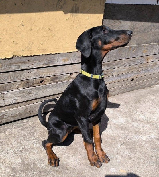 Dobermann klykk ingyen elvihetk