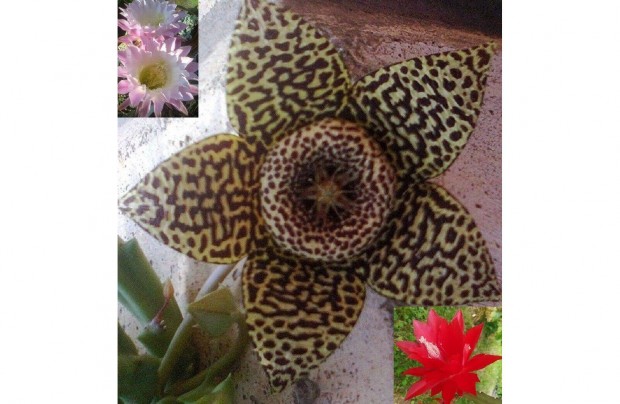 Dgcsillag (Stapelia variegata)