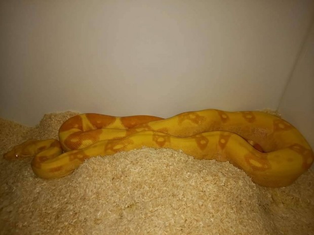 Domin sunglow Boa Constrictor hm