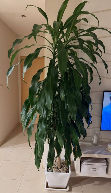 Dracaena - Illatos Srknyfa