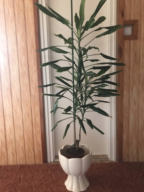 Dracaena (srknyfa) szobanvny