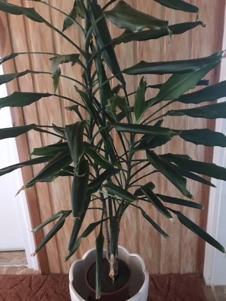 Dracaena (srknyfa) szobanvny