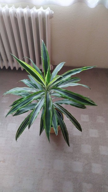 Dracaena cskos level (srknyfa)