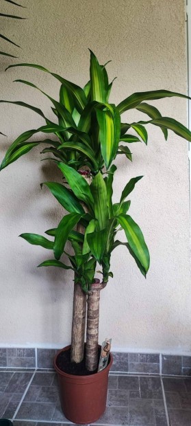 Dracaena fragrans ( illatos srknyfa )