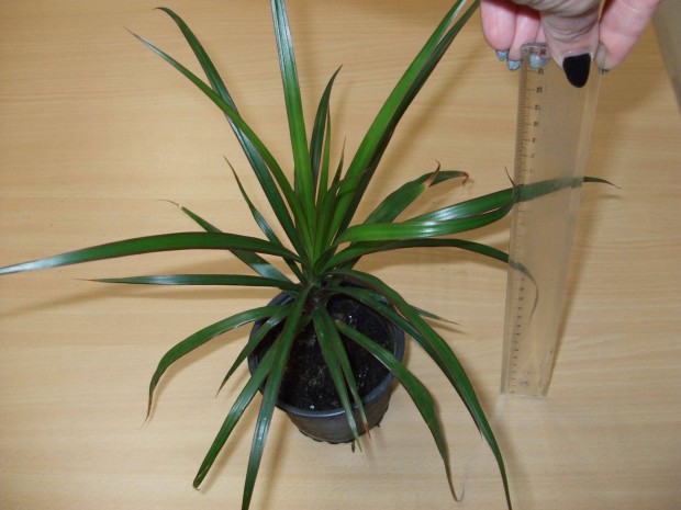 Dracaena marginata srknyfa elad szobanvny