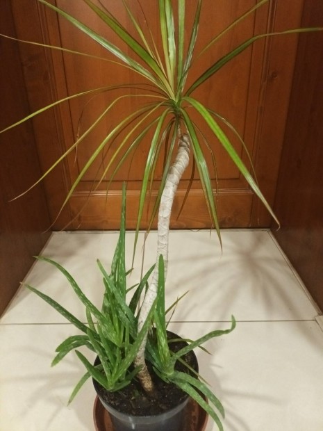 Dracaena plma + Aloe vera elad