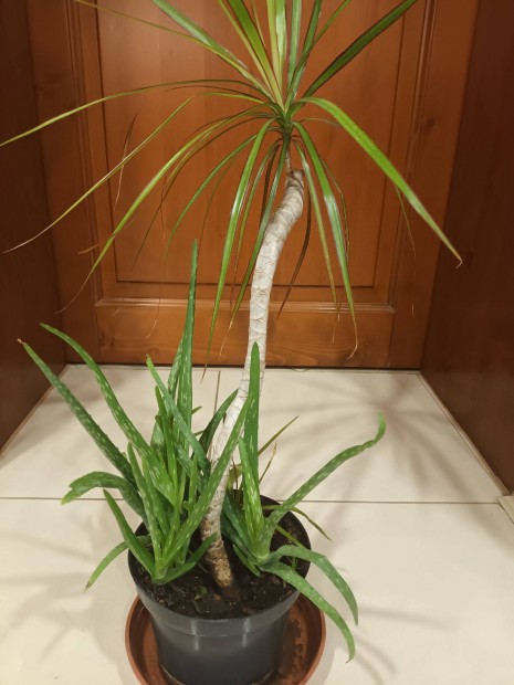 Dracaena plma + Aloe vera elad 