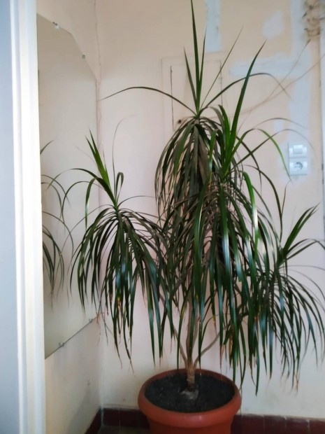 Dracaena reflexa