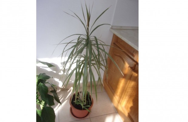 Dracena S�rk�nyfa Dracaena marginata tricolor �jpesten
