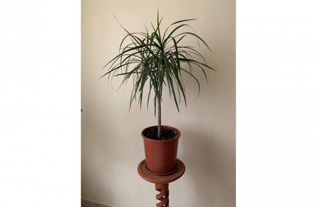 Dracna / Srknyfa / Dracaena