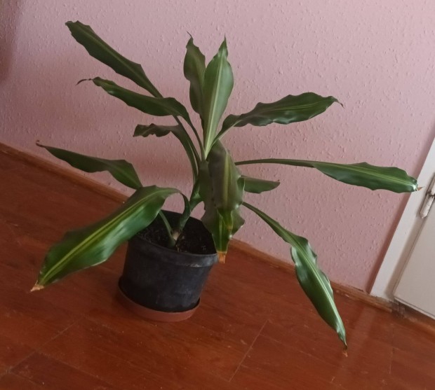 Dracena, srknyfa elad