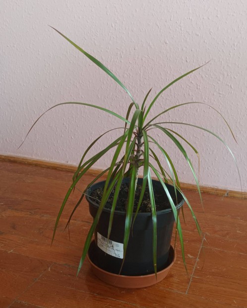 Dracena, srknyfa elad