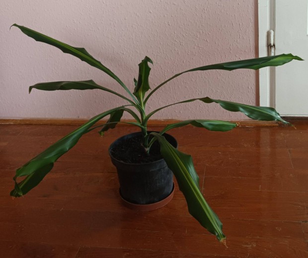 Dracena, srknyfa elad