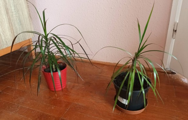 Dracena, srknyfa elad