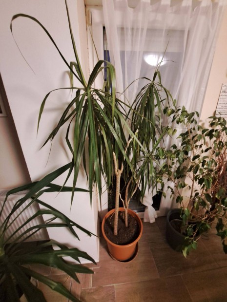 Dracena elad, 1.65 mter magas