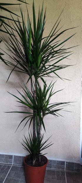 Dracena hrom trzses ( srknyfa )