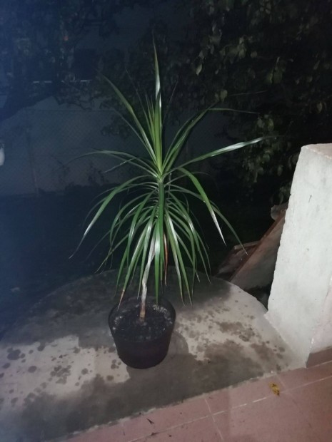 Dracena szobanvny