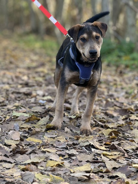 Draco 6 hnapos shar pei keverk kan