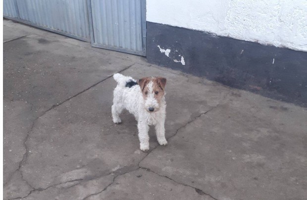 Drtszr Foxterrier jelleg Szuka Klyk ingyen elvihet