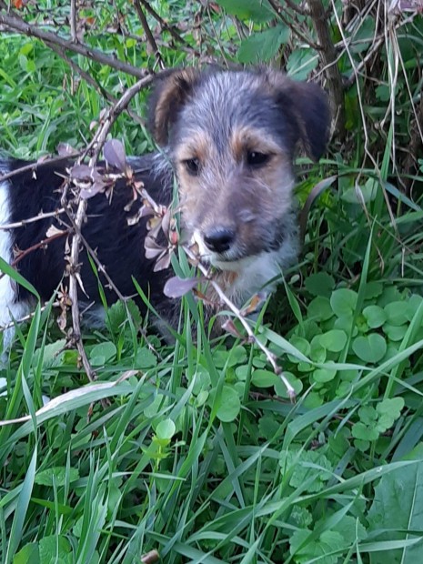 Drtszr foxterrier klykk eladk