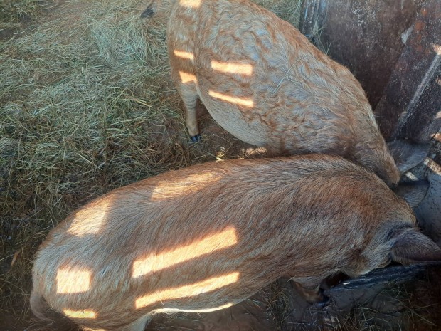 Dugk mangalica