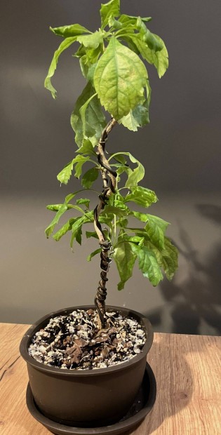 Duranta pre-bonsai